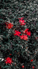 Vibrant Red Flowers Amidst Lush Green Foliage
