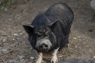 Fototapeta premium pig