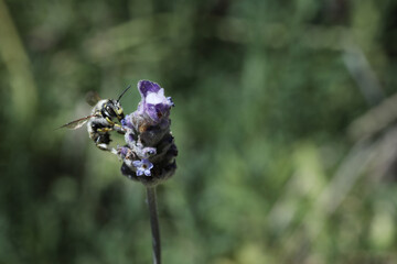 honey bee on a agapanthus blue flower