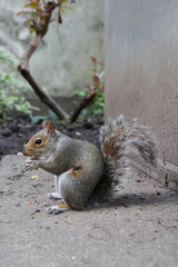 Charming grey squirrel enjoying a snack among the lush greenery of St Dunstan in the East Church Garden, London, England, United Kingdom.