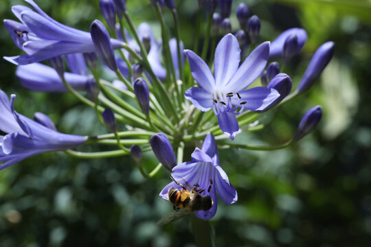 honey bee on a agapanthus blue flower - Powered by Adobe