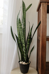 Indoor snake plant decor