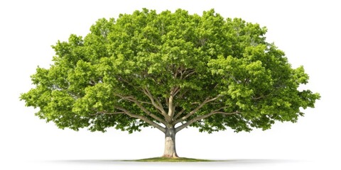 Crisp autumnal photo: a lone American sycamore, its bark, branches, and leaves detailed against a pure white backdrop.