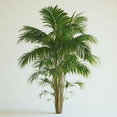 Obraz premium Lush Green Palm Tree: A Vibrant Houseplant for Home Decor and Interior Design