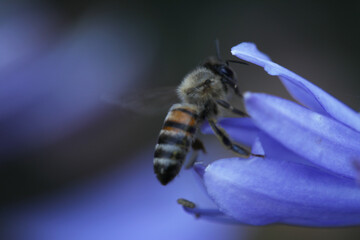 honey bee on a agapanthus blue flower