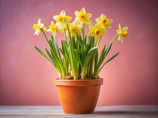 Low light captures vibrant narcissus in pink-hued pots; rebirth blooms, signifying new beginnings.