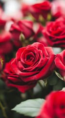 Fototapeta premium Closeup of fresh red roses with rich petals in a lush romantic garden setting : Generative AI