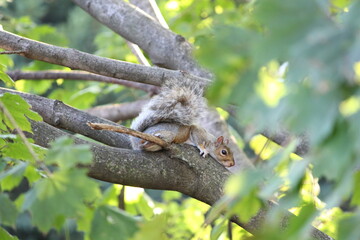 gray squirrel laying on the branch of a tree with leaves around it, cute squirrel camoflaged in a tree looking down