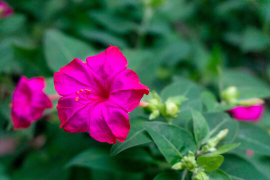 Beautiful pink flower of Mirabilis jalapa, the marvel of Peru or four o'clock flower on nature background - Powered by Adobe