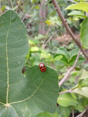 Ladybug on a leaf