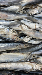 Recife, Pernambuco, Brazil. December 30, 2024. Various types of fish, including tuna, whitefish, red snapper, sardines and shrimp, are seen for sale at a fish market in the city center.