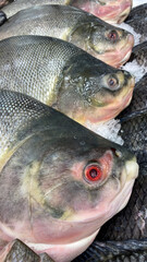 Recife, Pernambuco, Brazil. December 30, 2024. Various types of fish, including tuna, whitefish, red snapper, sardines and shrimp, are seen for sale at a fish market in the city center.