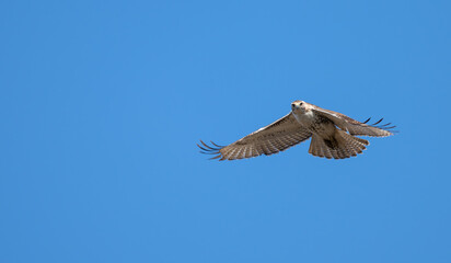 Obraz premium Red-tailed hawk in flight against a blue sky.