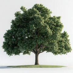 Fototapeta premium Majestic Tree in a Lush Green Setting: A Serene Nature Scene