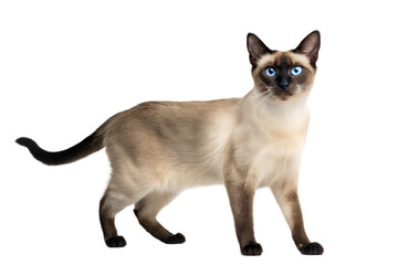 Adult siamese cat, isolated on white background. Thai cat standing in front of white background. Studio photo.
