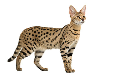 Obraz premium Side view of standing savannah cat, Isolated on white background. Hybrid cat crossing between a serval and a domestic cat. Adult savannah cat. Studio shot