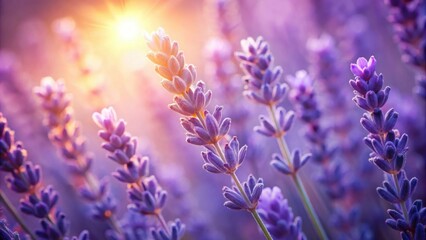 Fototapeta premium Serene Lavender Field at Sunset A Close-Up View of Delicate Purple Blossoms Basking in Golden Light