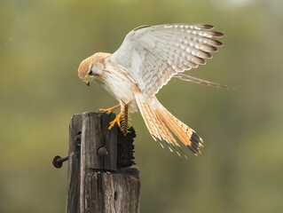 The common kestrel (Falco tinnunculus) female bird with prey