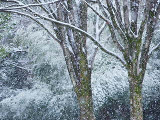 冬の雪が降る日の屋外の森の雪景色
