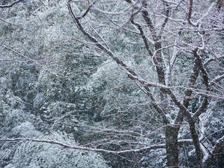 冬の雪が降る日の屋外の森の雪景色