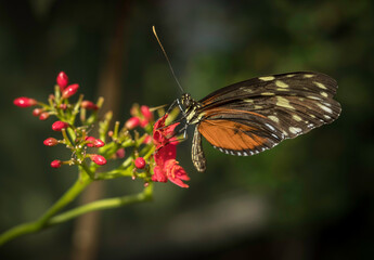 This macro image shows a side view of a Spotted Tiger Glassywing butterfly (Tithoria tarricina) as it eats from a blooming pink plant. 