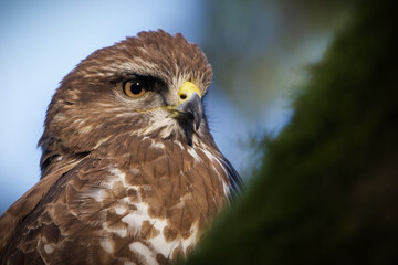 Buteo buteo portrait of a buzzard on a tree looking for prey in sunny weather