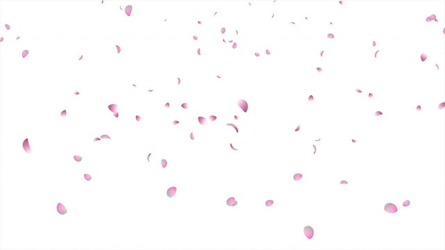 Cherry blossom petals falling animation. Pink cherry petals. Realistic falling blossoms. Falling petals