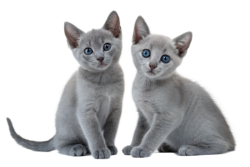 Two Russian blue kittens, isolated on white background. Russian blue kitty sitting in front of white background. 