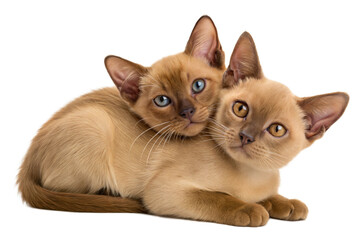 Two cute Burmese kittens, isolated on a white background. Burma kitty lying on white studio background.