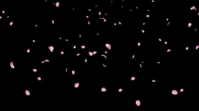 Cherry blossom petals falling animation. Pink cherry petals. Realistic falling blossoms. Falling petals. Transparent background with alpha channel