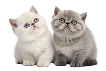 Two Exotic Shorthair kittens, isolated on white background. Cute Exotic kittens sitting in front of white background. Studio photo