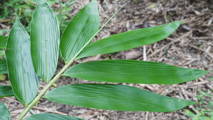Close up green bamboo leaves