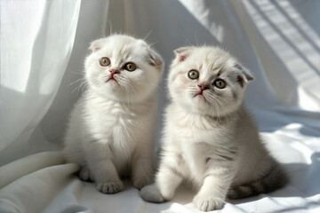 Two grey Scottish fold kittens sitting on white background in sunlight.