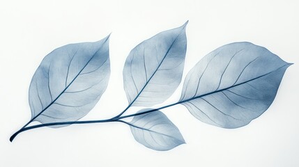 X-ray leaves on white delicate branch, scientific background, medical/educational use.