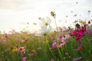 White cosmos field with blurred cosmos garden background