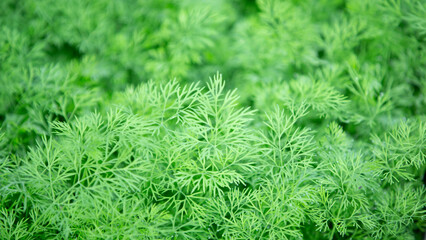Close up of fresh green dill herb