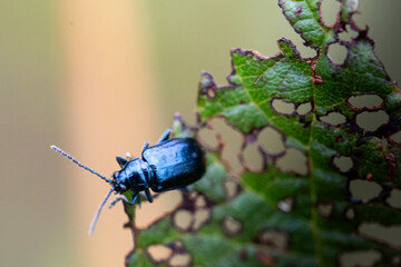 Altica lythri beetle