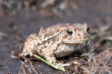 American toad close