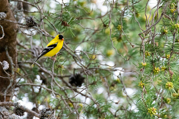American Goldfinch in pine
