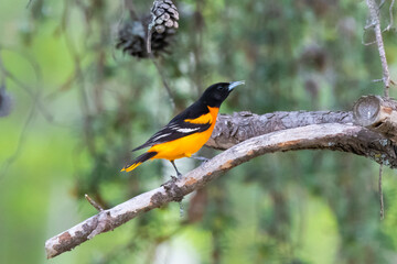 Baltimore Oriole on branch