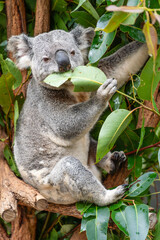 Vertical photo of koala eating leaves