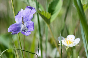 Dog Violet flower closeup