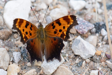 Eastern Comma butterfly