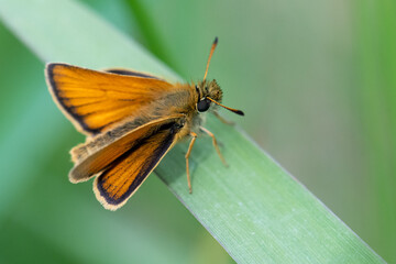 European Skipper butterfly