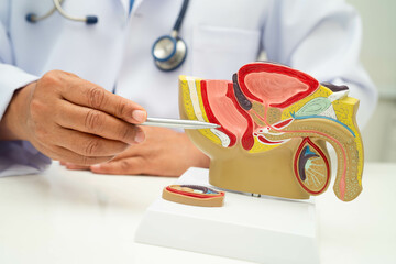 Male reproductive system, Asian doctor holding human anatomy model for study diagnosis and...