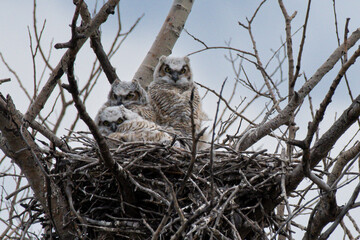 Great-horned owlets nest