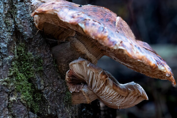 Birch Polypore fungus (Fomitopsis betulina) closeup