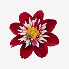 A RED FLOWER WITH A WHITE BACKGROUND					
