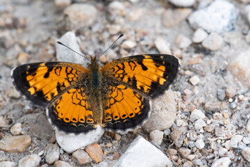 Northern Crescent butterfly