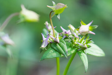 Fototapeta premium Spurred Gentian flowers close-up